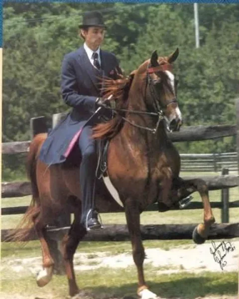 MHR Nobility one of my all-time favorite National Champion Park Horses!!!