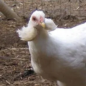 Araucana