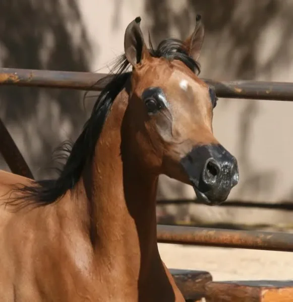 EXOTIIK EMIR RKA