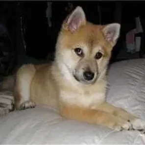 Imo-Inu (Designer Dog)