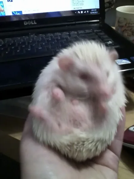 Popcorn