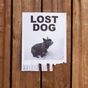 What to do if your pet gets lost