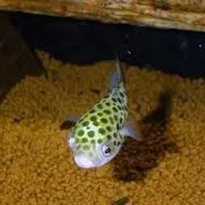 Pufferfish