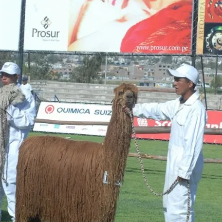 Alpaca Fiesta 2014