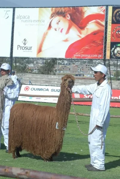 Asociación Internacional de la Alpaca