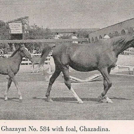 GHAZAYAT with foal
