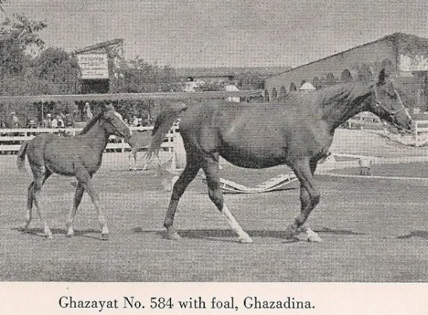 GHAZAYAT with foal