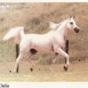 DALIA++