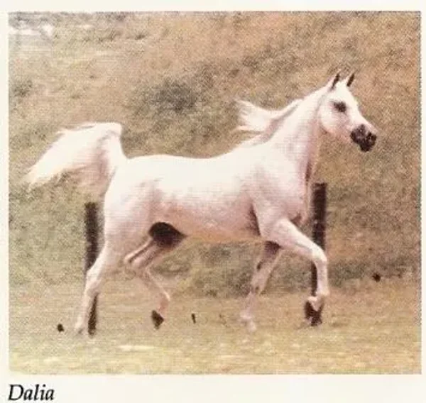 DALIA++