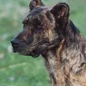 Cão Fila de São Miguel