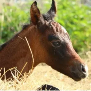 Equine CID and what to do