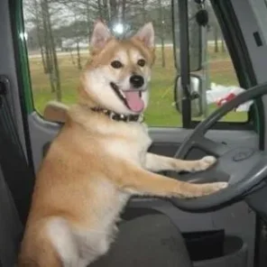 National Poll for Top 15 Most Popular Dogs