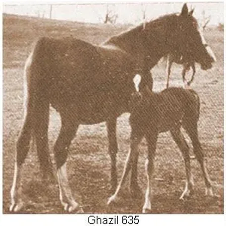 Ghazil