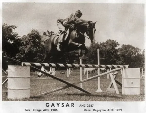 *Raseyn daughters Balena and Ralouma. Ralouma was in foal to *Mirage son, Rifage, and produced Gaysar, the first purebred Arabian foal registered in Minnesota.