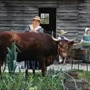 Milking Devon