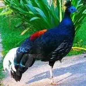 Crested Fireback