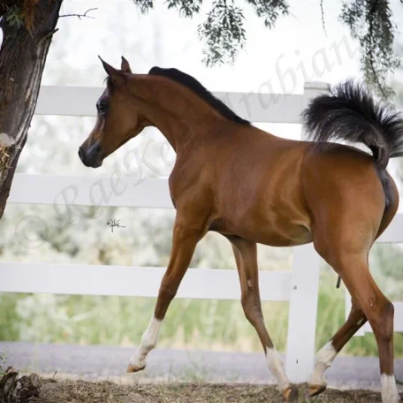 Pogroms Fantasia RKA Sire: *Pogrom [QR Marc (Marwan Al Shaqab)] Dam: Fantasy M [Thee Masterpiece[Padrons Psyche x Menescada] x WB First Edition [Ponomarev x ET Euphoriaa]