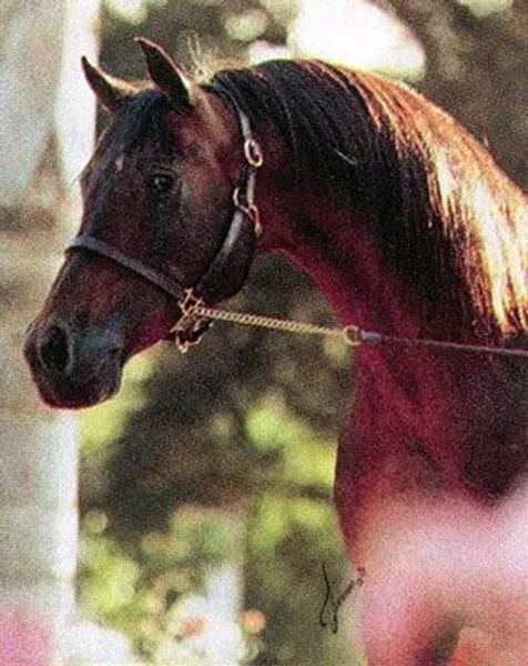 Algomej