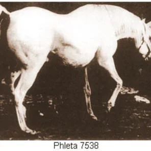 Phleta