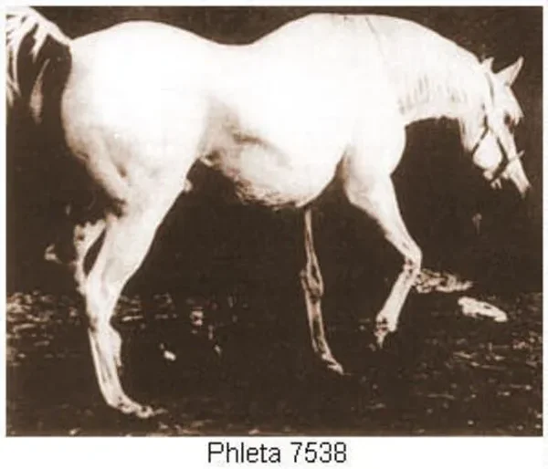 Phleta