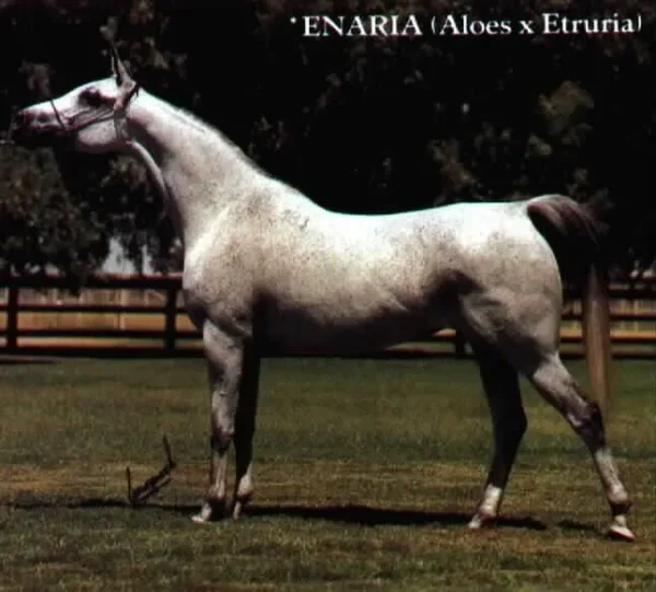 ENARIA