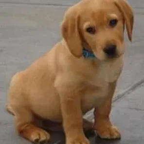 Cavador (Designer Dog)