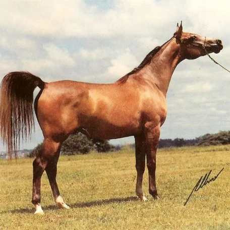 AF ENTOCADA
