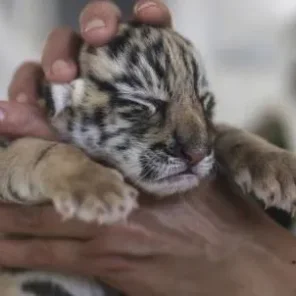 China to recognise ‘animal welfare’ for the first time in milestone law change