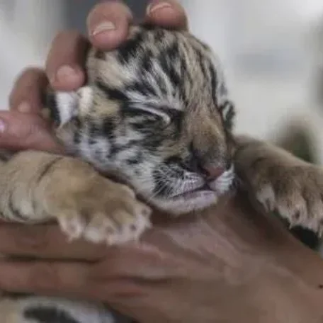 A tiger cub being cared for at a wildlife park in Kunming, Yunnan province. Animal welfare will soon be written into China's wild animal protection law. Photo: Reuters