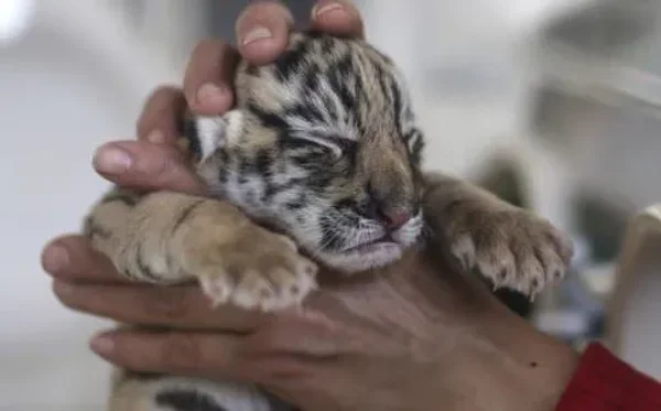 A tiger cub being cared for at a wildlife park in Kunming, Yunnan province. Animal welfare will soon be written into China's wild animal protection law. Photo: Reuters