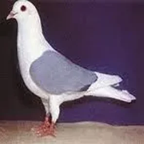 Thuringen Field Pigeon
