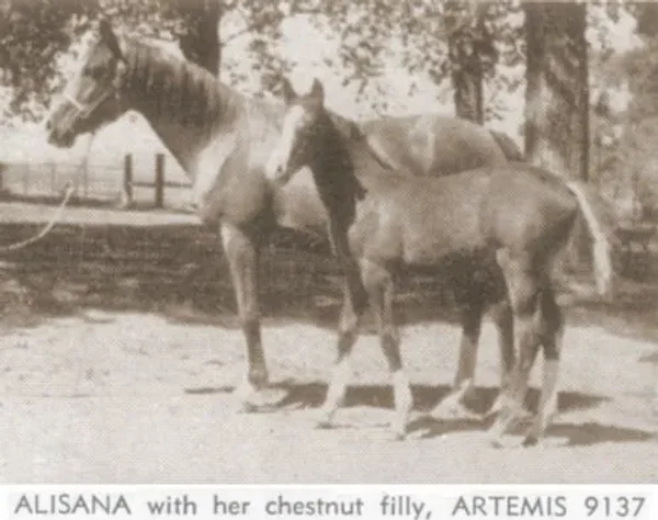 Alisana