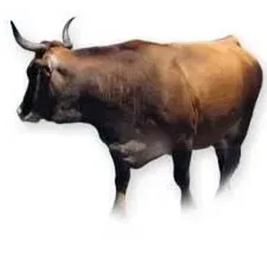 Mantequera Leonesa