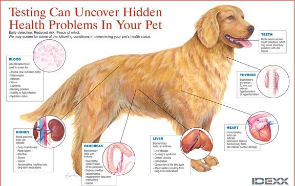 Skin Lumps and Bumps in Dogs: What You Should Know