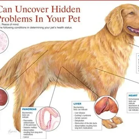 Skin Lumps and Bumps in Dogs: What You Should Know