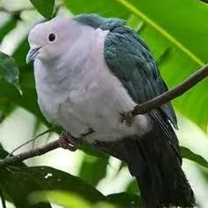 Pigeon