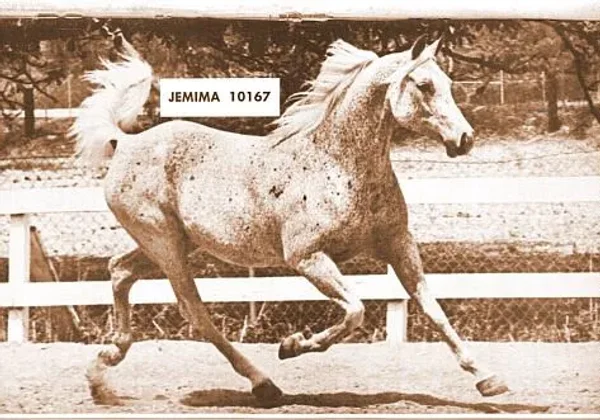 Jemima