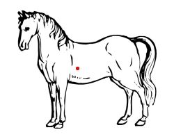 Your Horse's Center of Gravity
