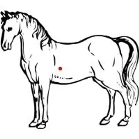 Your Horse's Center of Gravity