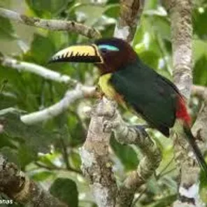 Lettered Aracari