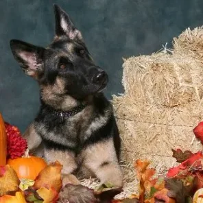 Your Favorite Thanksgiving Pics/Videos