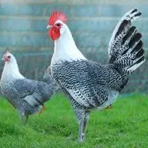 Campine Silver