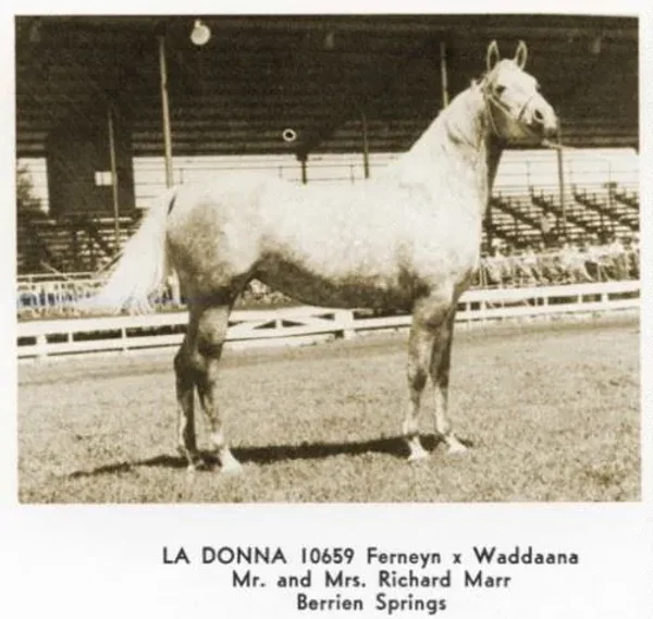 La Donna