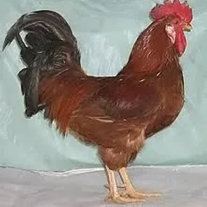 Kokos Hrvatica
