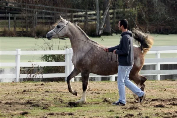 Heart N Soul WEA ( Falcon BHF x LC Misja )by Padrons Psyche