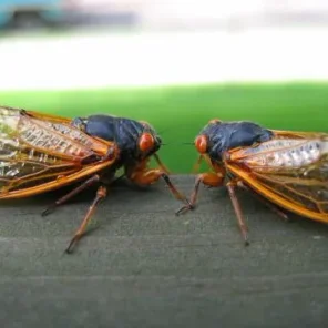 How will the cicada invasion affect your pets?