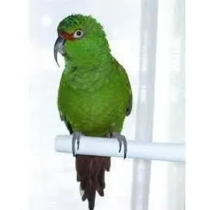Slender-billed Conure
