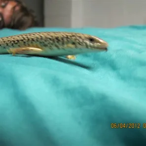 Slinky
