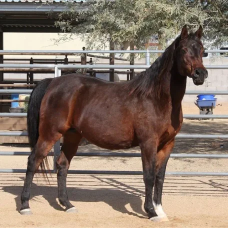 VDF BELLA GHAZI 
(*El Ghazi x AMBER RING by *ALADDINN out of *Bint Ambara)