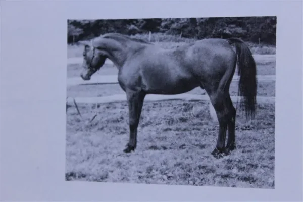 Sauwid (Raseyn x Incoronata) bay stallion, foaled November 11, 1941
bred by W.K. Kellogg Institute